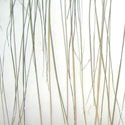 bear_grass_lite