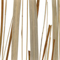 wetland