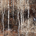 winter_aspen