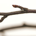 birch