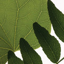 leaves