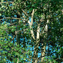 aspen