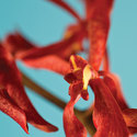 red_orchid