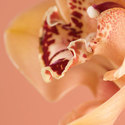 peach_orchid