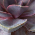 agave