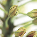pods