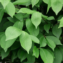 greenery