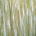 bear_grass_50_percent