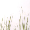 bear_grass_50_percent_fade