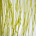 seaweed