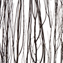 thicket_raven