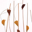 harvest_grove