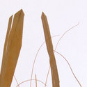 sahara_grove
