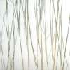 bear grass lite