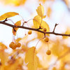 golden branch