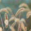 fountain grass