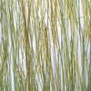 bear grass 50 percent