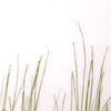 bear grass 50 percent fade